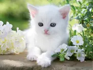 Puzzle White Kitten