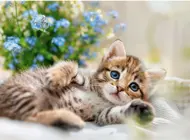 Puzzle Cuddly kitten