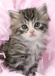 Puzzle Cute kitten