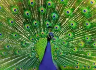 Puzzle Peacock