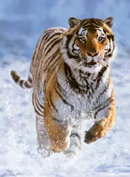Puzzle Tiger v zime