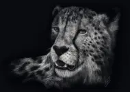 Puzzle Rader: Gepard