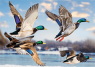 Puzzle Premium Plus: Mallards in Flight